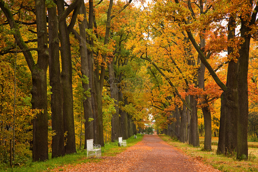 公园中多彩多彩的秋树植物群地面森林季节橙子橡木金子生态墙纸风景图片