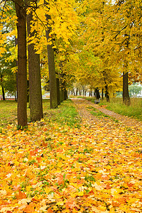 公园的金色树草地生态植物风景荒野墙纸植物群叶子金子环境背景图片