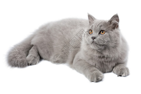 英国长猫被孤立的英国猫爪子尾巴宠物胡须哺乳动物眼睛工作室毛皮蓝色猫咪背景