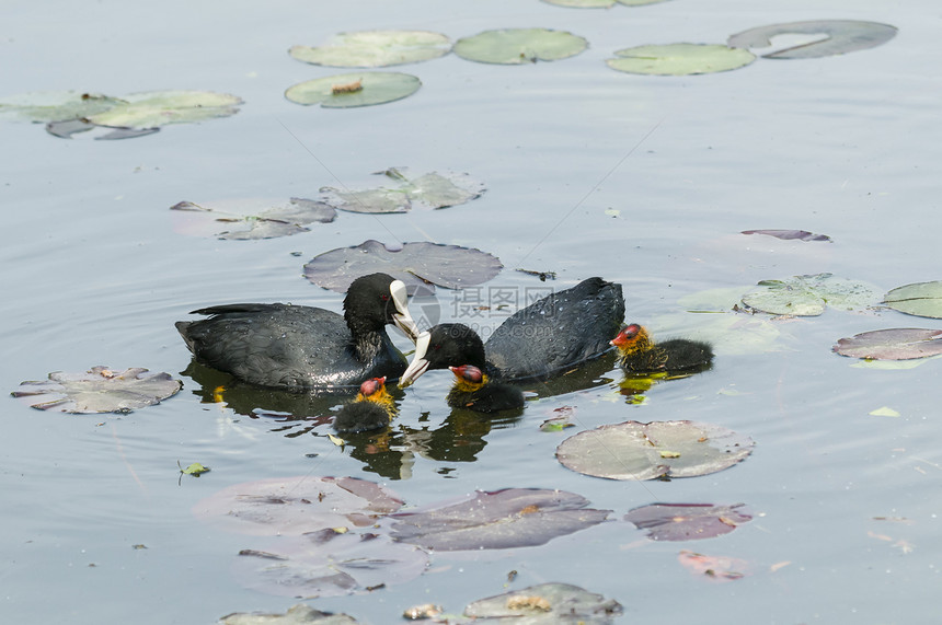 池塘上的库特家庭母亲小鸡蓝色野生动物羽毛荒野飞行斗争雏鸟父母图片