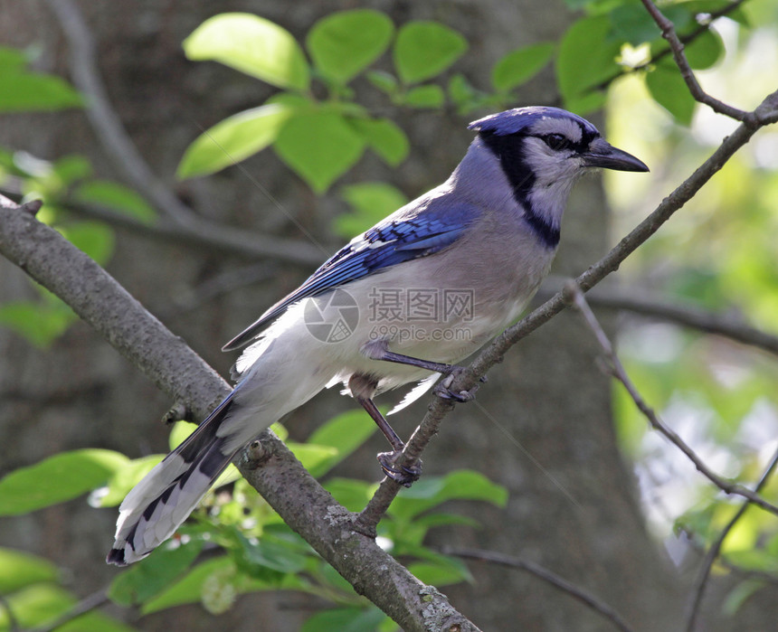 在树丛中的蓝杰蓝鸟花冠蓝色观鸟羽毛栖息图片