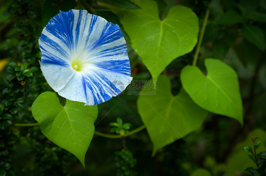 蓝色白晨光鲜花图片