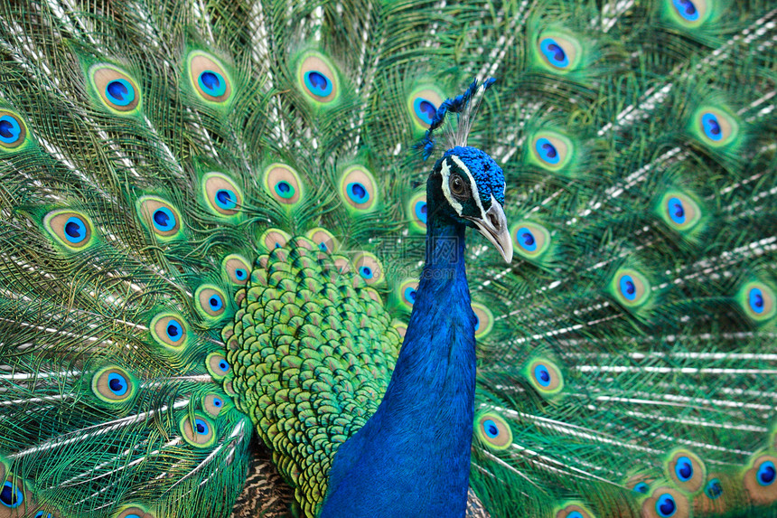 美丽的孔雀尾巴动物园蓝色眼睛脖子活力身体野生动物男性黄色图片