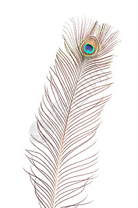 孔雀羽毛彩虹绿色蓝色白色棕色装饰风格尾巴眼睛背景图片