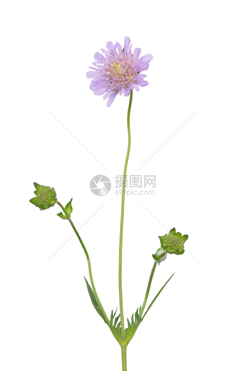 小型震荡草本植物粉红色骨灰荒野紫色植物植物群白色安置所图片