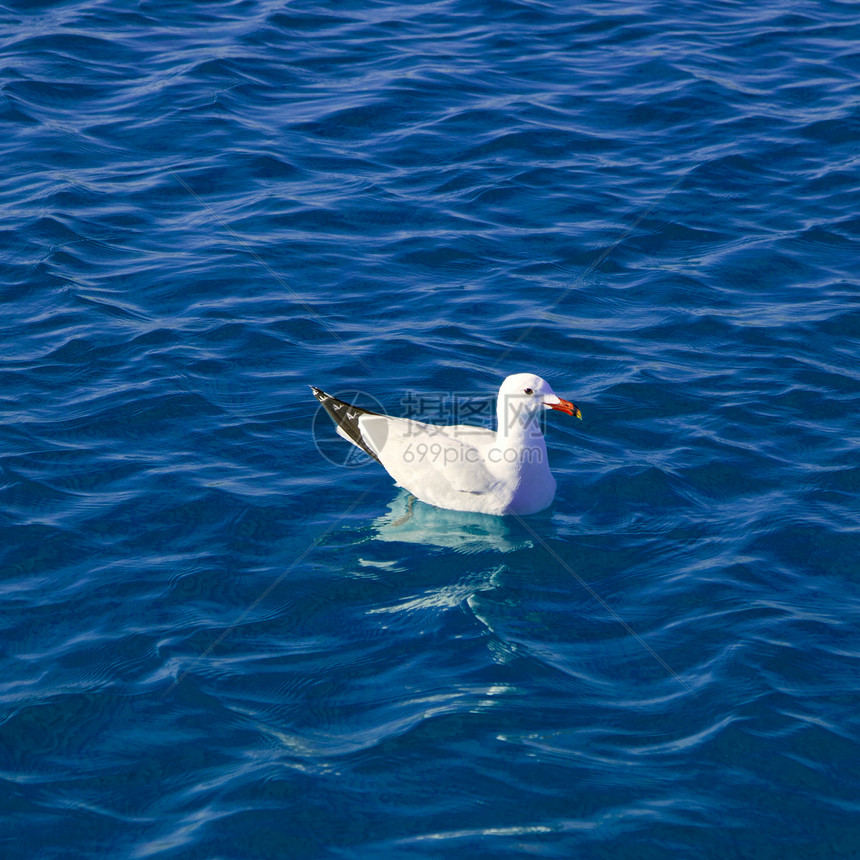 海鸥游泳的蓝海海 地中海海图片