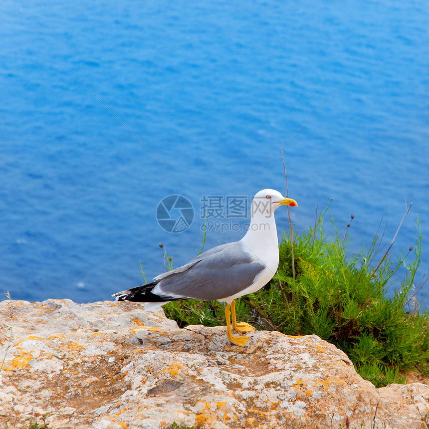 巴利阿里群岛地中海海上的海鸟海鸟翅膀支撑岛屿海洋羽毛冒充脊椎动物蓝色生物海岸图片