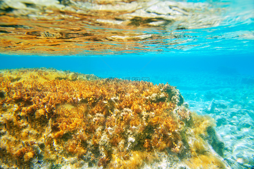 水下海景海器生活盐水蓝色破坏海滩环境杂草海葵浮游图片