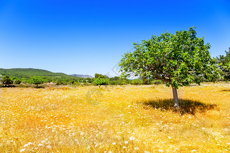 Ibiza农业 种植无花果树和小麦高清图片