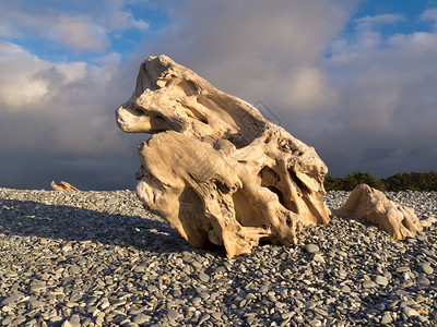 石子海滩上天然雕塑的烧水木背景图片