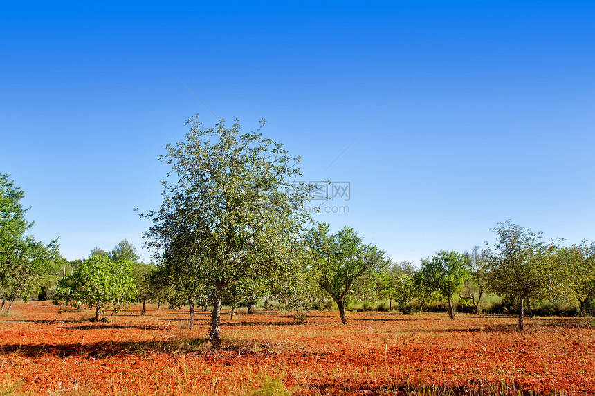 伊比萨岛混合的地中海树种中的农业图片
