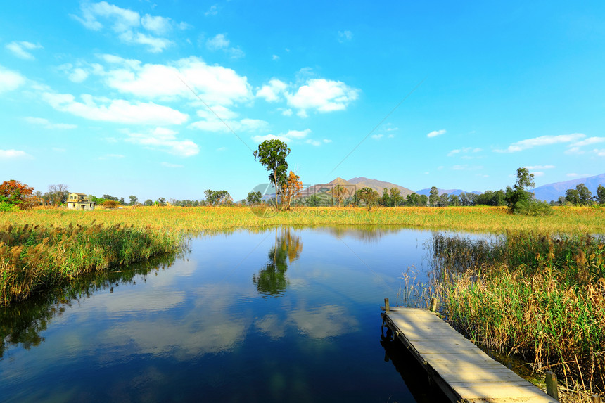 湿地树木公园环境池塘反射地球生长旅行森林场景图片