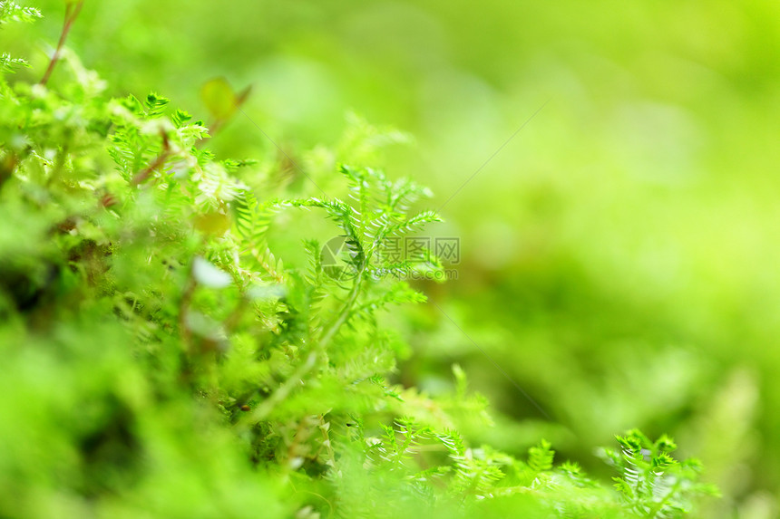单位数荒野岩石宏观植物环境森林乡村薄雾绿色苔藓图片