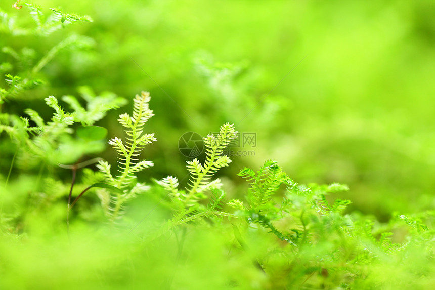 单位数荒野植物薄雾苔藓树干城市绿色森林生活木头图片