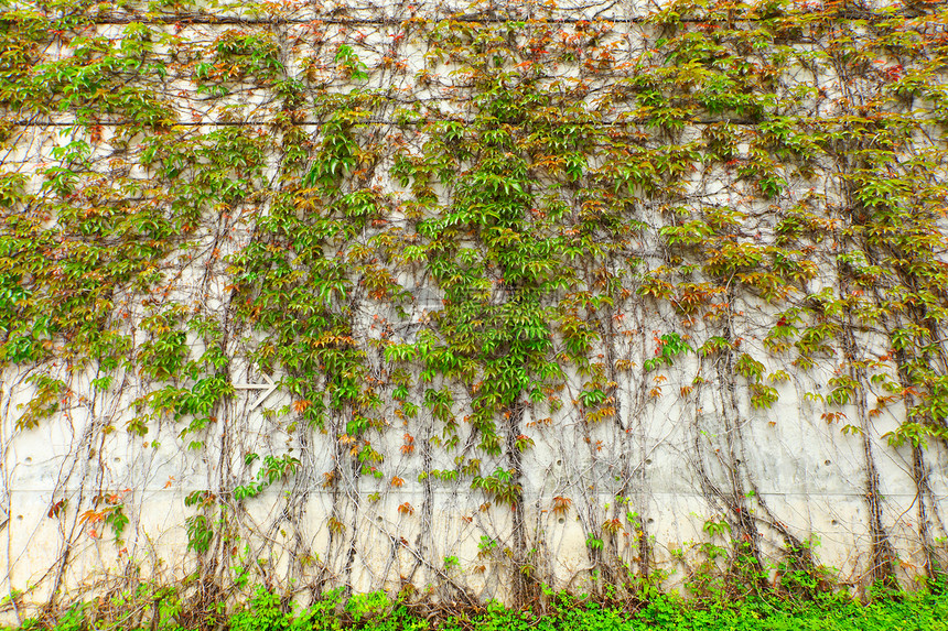 墙上绿色植物建筑公园藤蔓荒野墙纸生长爬行者葡萄园植物花园图片