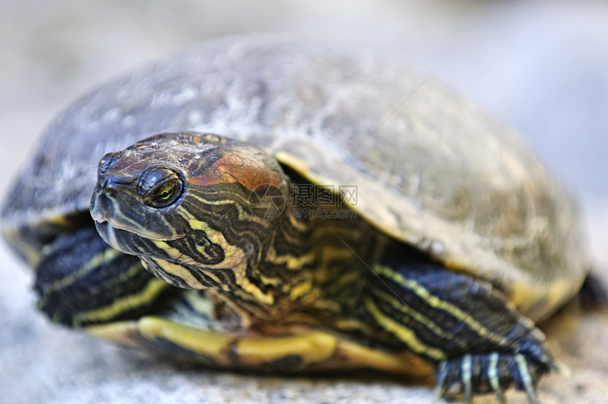 红耳滑板海龟眼睛池塘热带乌龟水龟盔甲水陆爬虫甲壳条纹图片