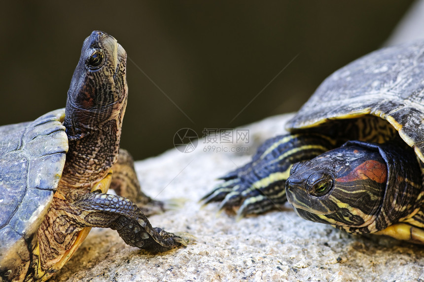 红耳滑板海龟水陆两栖剧本甲壳宏观动物红耳条纹耳朵脖子图片