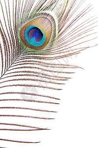 孔雀羽毛装饰尾巴眼睛蓝色彩虹棕色风格白色绿色背景图片