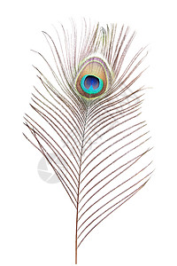 孔雀羽毛尾巴装饰白色彩虹眼睛风格棕色绿色蓝色背景图片