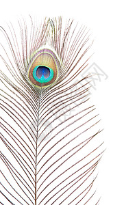 孔雀羽毛绿色棕色尾巴白色眼睛风格彩虹装饰蓝色背景图片