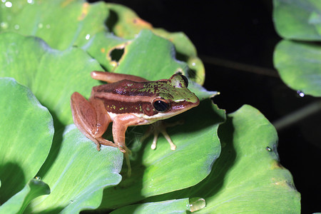 拉纳红血病宏观热带苔藓生态动物森林野生动物树蛙绿色微笑雨林高清图片素材