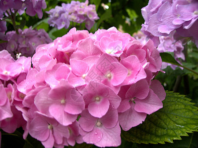 杰拉纽粉色植物背景图片