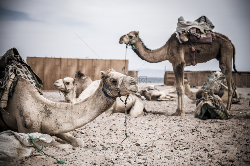 骆驼停泊砂岩干旱环境哺乳动物气候单峰岩石旅游旅行风景图片