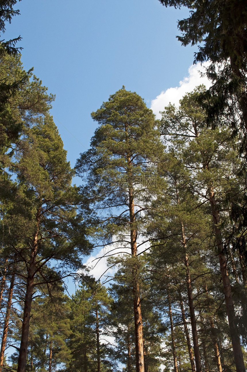 蓝天空背景上的松树干图片