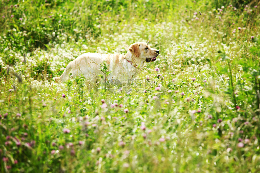 在草地上玩狗幸福宠物感情朋友们猫科动物过敏朋友猎犬犬类花园图片
