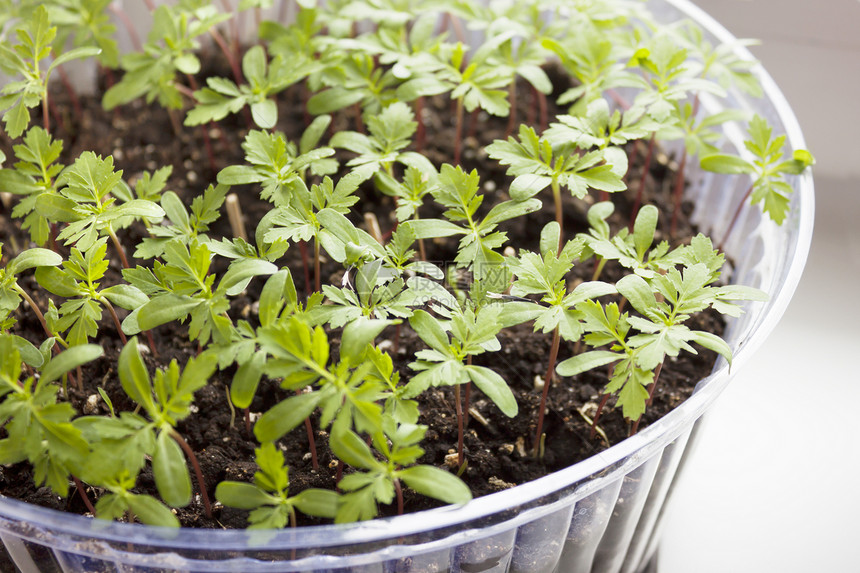 塑料盘子里的花苗图片