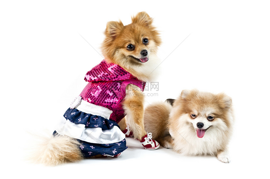 可爱的波美拉尼狗白对白白色纯种狗棕色颜色配件动物影棚宠物犬类裙子图片