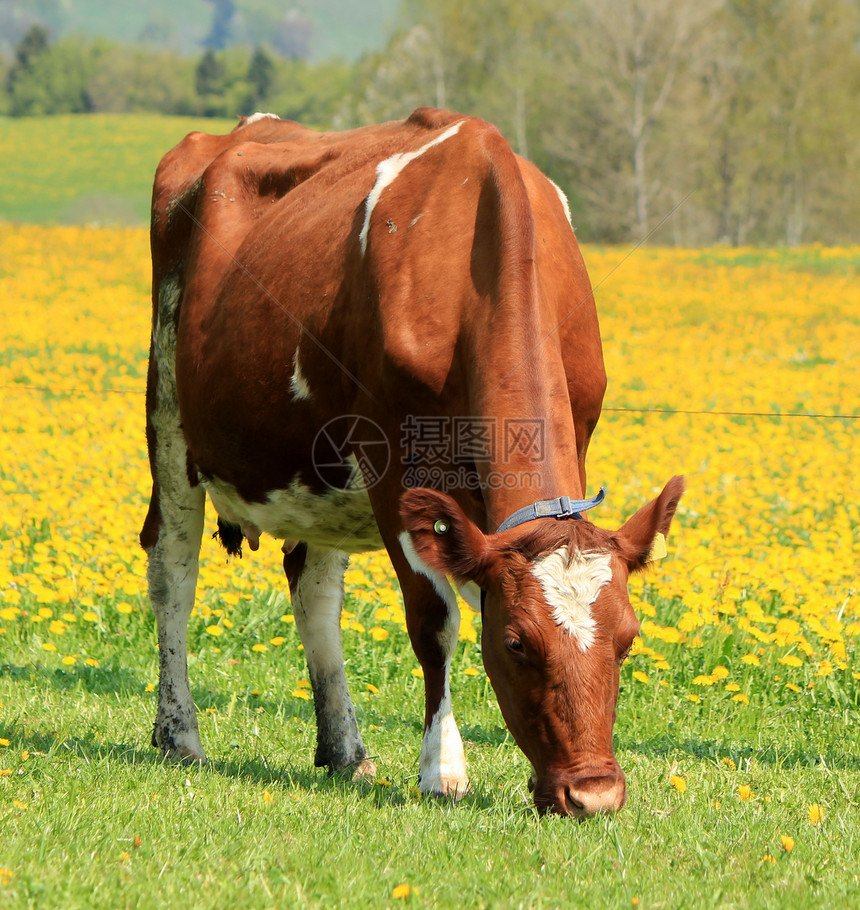 奶牛在田地里吃牛肉图片