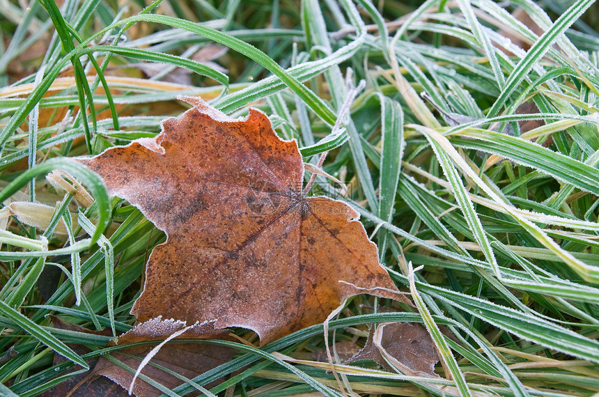 冻叶叶水晶冻结植物雾凇树叶温度季节天气公园图片