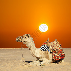 摩洛哥突尼斯热的迪拜高清图片