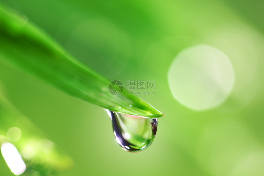 大水滴植物背景树叶宏观草本植物液体草地阳光环境花园图片