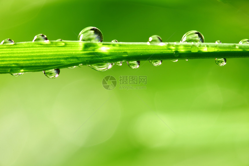 大水滴雨滴液体环境气候背景刀刃生长植物宏观草本植物图片