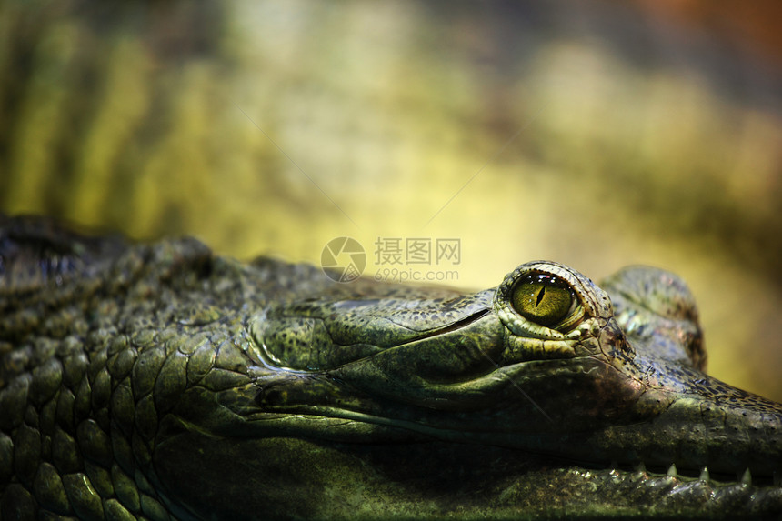 鳄鱼鳄猎物动物威胁爬行者爬虫鼻子濒危热带野生动物动物园图片