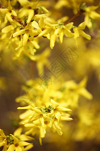 黄黄色花朵雄蕊植物荆棘晴天植物学植物群花园树叶园艺花粉自然高清图片素材