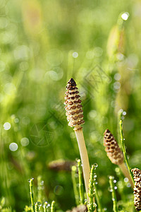 equisetum 静脉荒野木贼马尾草药植物群草本植物植物编线绿色植被背景图片