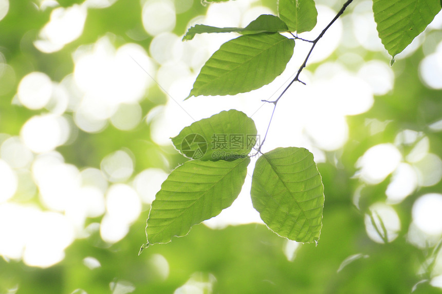 新的绿蓝天空绿色阳光太阳森林树木叶子生长美丽图片