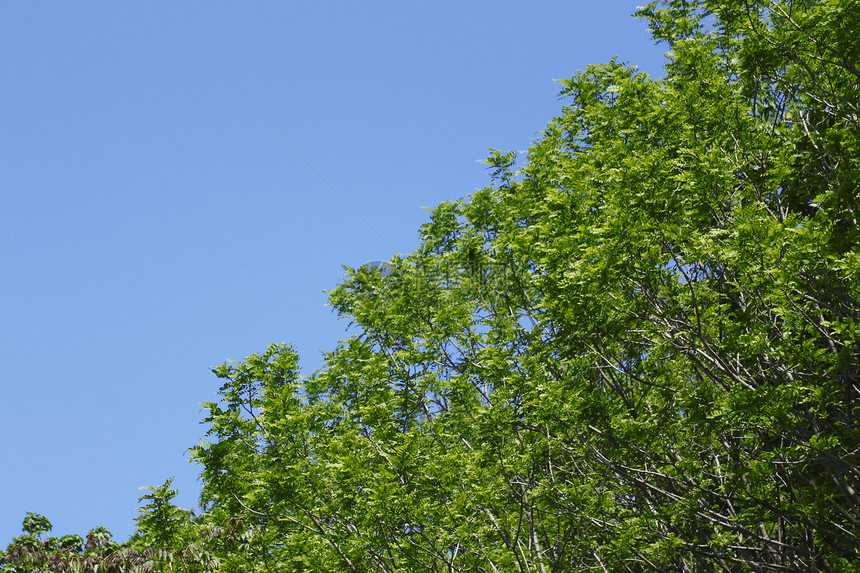 新的绿蓝天空森林树木光束阳光生长太阳叶子图片