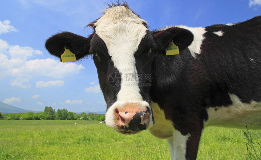 野外的牛和蓝色天空阳光黑色牛肉农村动物农场场地奶牛乡村绿色图片