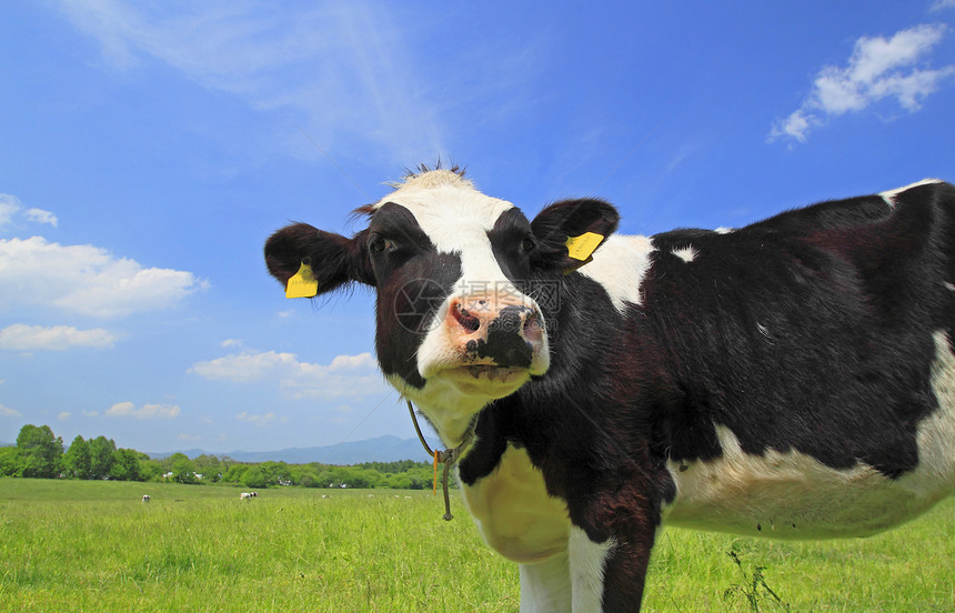 野外的牛和蓝色天空乡村牛奶绿色农村动物奶牛黑色农场牛肉阳光图片