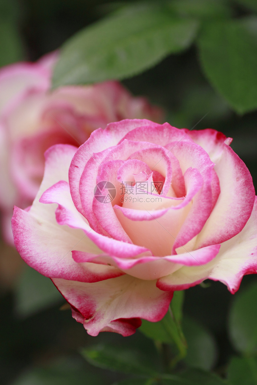 在花园中美丽的玫瑰白色园艺树叶花粉绿色粉色红色植物图片