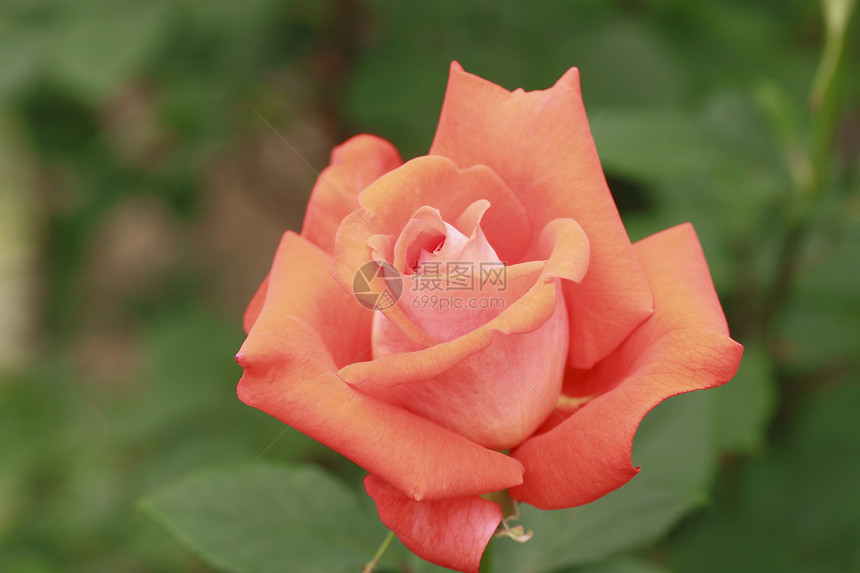 在花园中美丽的玫瑰红色树叶园艺花粉绿色植物图片