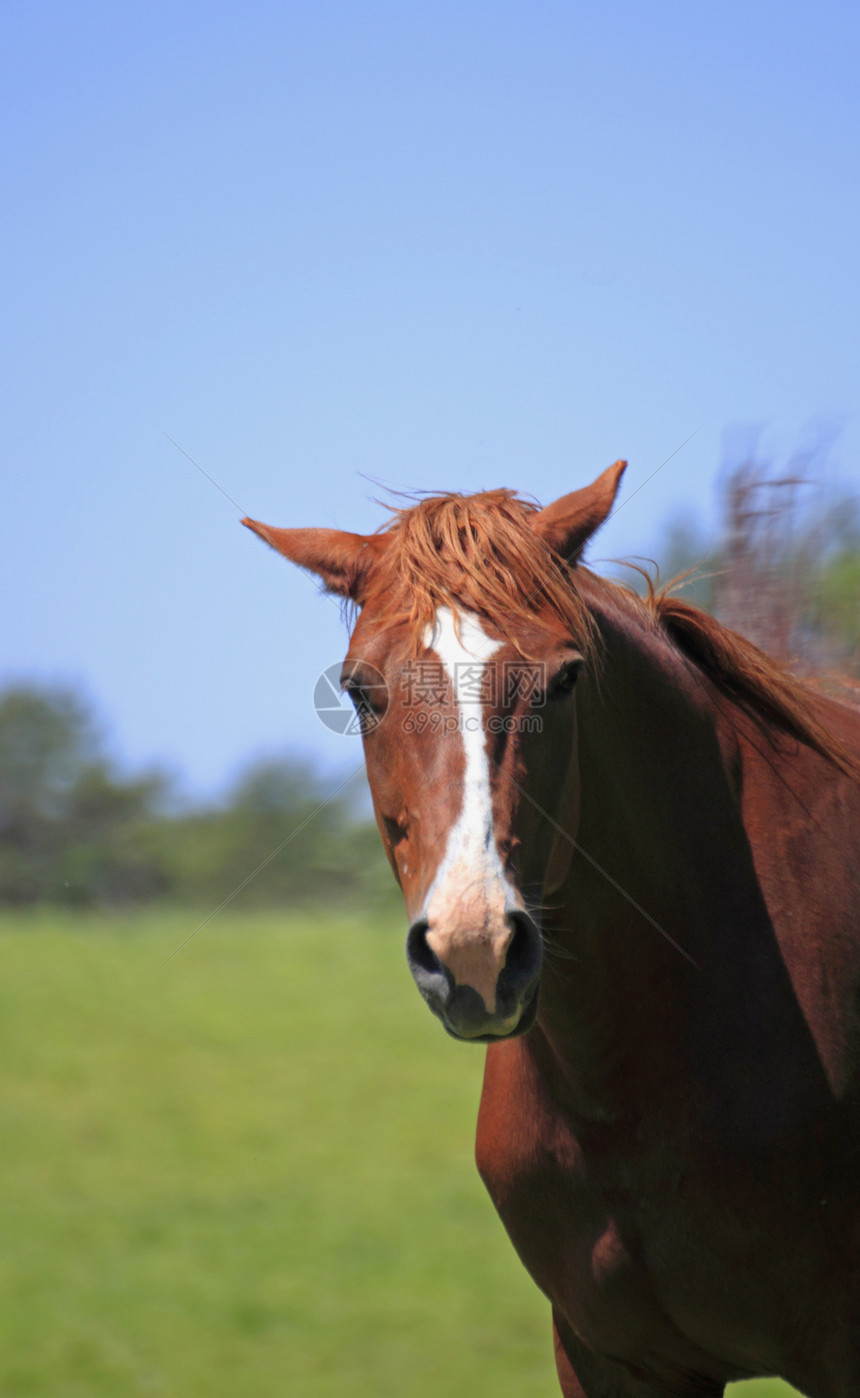 马和马牧场绿色良种棕色板栗黑色蓝色赛马训练天空图片