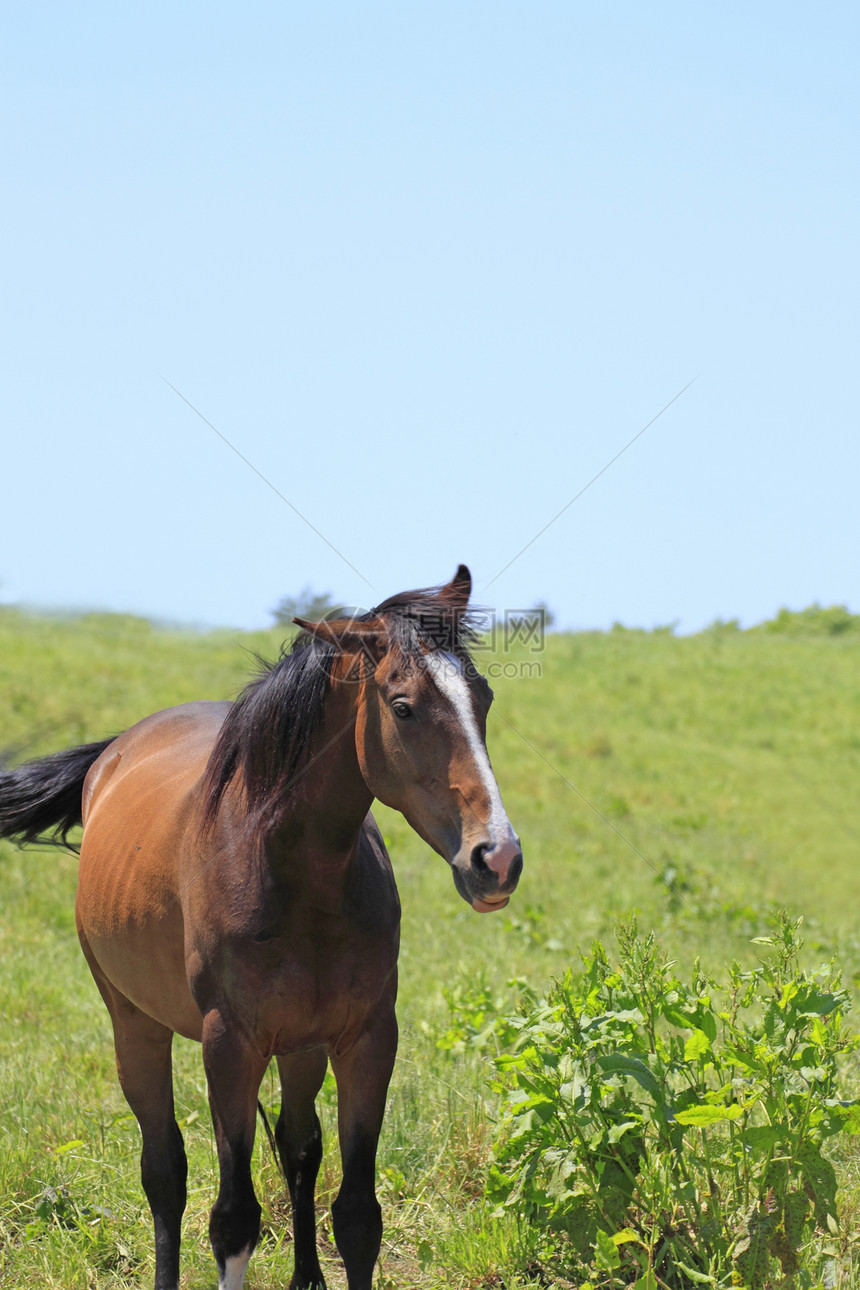 马和马哺乳动物赛马良种白色植物群趣味场地棕色天空动物群图片