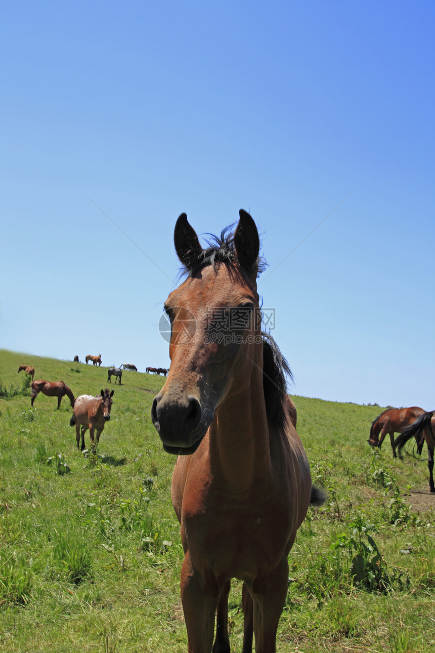 马和马棕色牧场植物群天空植被黑色良种赛马板栗趣味图片