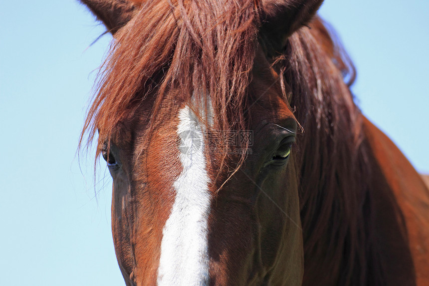 马和马天空板栗牧场绿色训练趣味黑色蓝色赛马哺乳动物图片