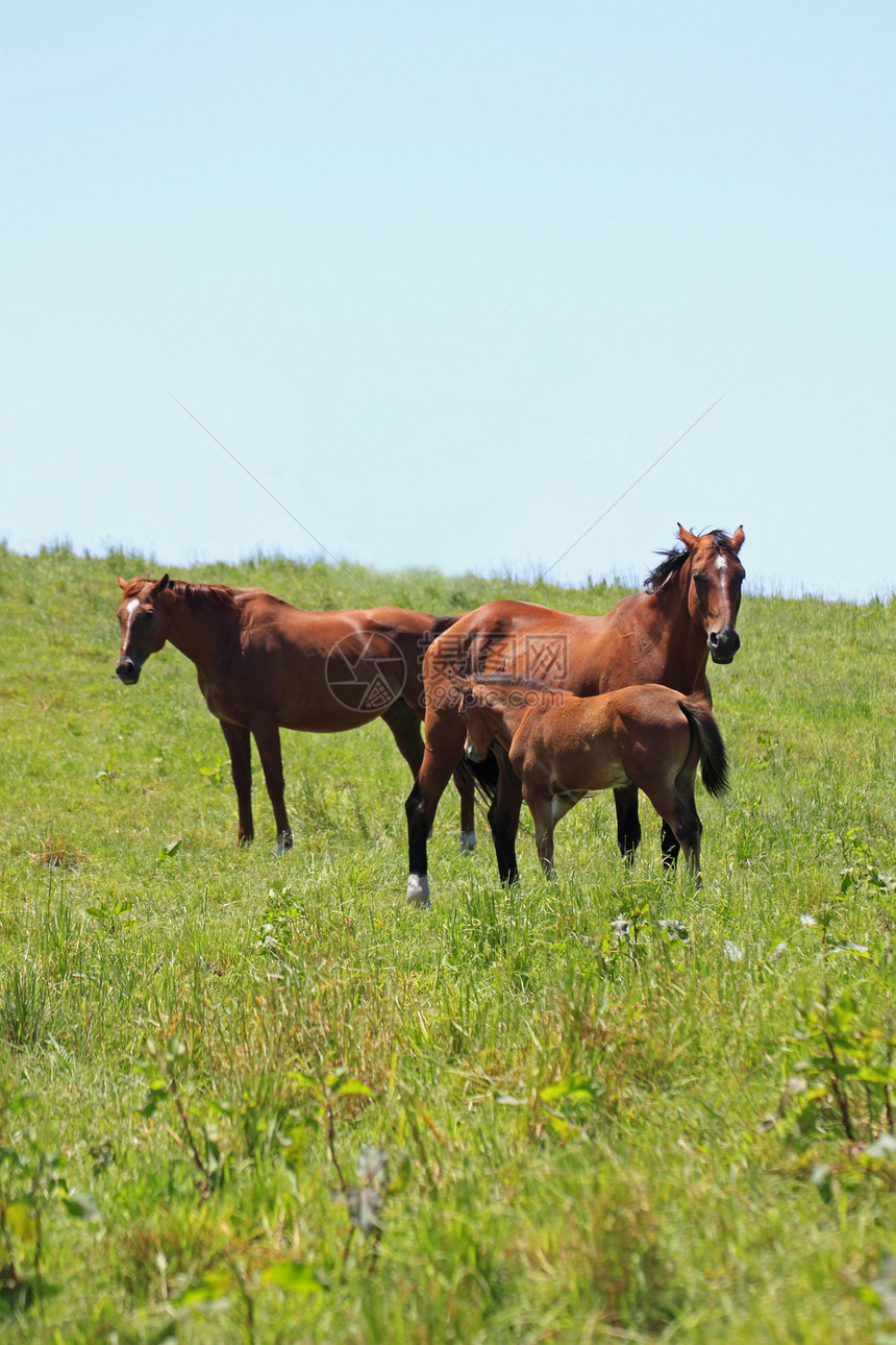 马和马板栗棕色牧场植物群绿色植物农场绿色动物群赛马良种图片